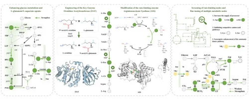 Key enzyme optimization and multi-node metabolic flux regula