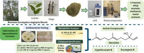Discovered potential of biomass Eucalyptus deglupta blume: I