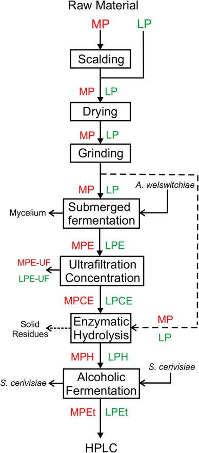 Integral process flow diagram corresponding to the utilization of the Mango peel and Lemon pomace as residual solids for employing as raw materials in different stages for cellulase production, enzymatic hydrolysis and alcoholic fermentation. (MP: Mango peel; LP: Lemon pomace; MPE: Mango peel enzyma