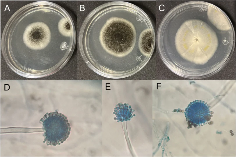 Aspergillus welwitschiae的形态特征。A) 黑色颗粒状表面,边缘白色(培养3天);B) 黑色分生孢子,具分枝的白色棉絮状菌丝体(培养4天);C) 背面观,表面略粗糙,有淡黄色晕圈;D) 分生孢子梗由柄和