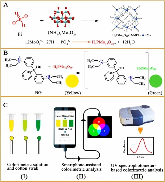 (A) Schematic illustration of the formation of 12-MPA; (B) Interaction between BG and the acidified phosphomolybdate complex; (C) Colorimetric sensing analysis using smartphone-based RGB colorimetry (I), UV–Vis spectrophotometry (II), and cotton swab sensor (III).