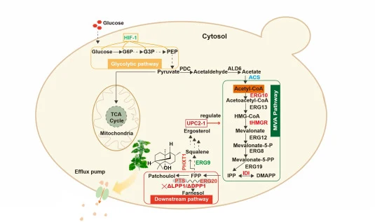 Construction of the biosynthesis pathway of patchoulol. HIF-1, hypoxia-inducible factor 1; PDC, pyruvate decarboxylase; ALD6, acetaldehyde dehydrogenase; ACS, acetyl coenzyme A synthetase; ERG10, acetoacetyl-CoA thiolase; ERG13, hydroxymethylglutaryl-CoA oxidase; tHMGR, truncated HMG-CoA Reductase;