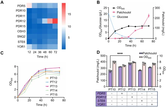Effect of ABC Transporters on Patchoulol Production. (A) The transcription level of ABC transporters between CEN.PK2–1C and PT10 throughout the cell growth period. (B) The changes in cell growth and metabolite levels of PT10. (C) Cell growth of ABC transporter overexpression strains. (D) Patchoulol