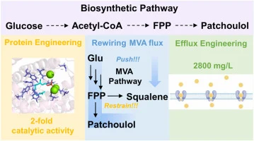 Metabolic and transport engineering enable efficient de novo