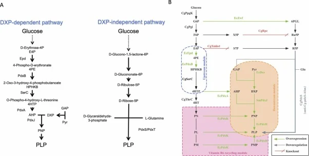 PLP biosynthetic pathways and major metabolic engineering targets in Corynebacterium glutamicum. (A) Schematic comparison of the DXP-dependent and DXP-independent PLP biosynthetic pathways. In the DXP-dependent pathway, erythrose 4-phosphate (E4P)-derived intermediates and 1-deoxy-D-xylulose 5-phosp