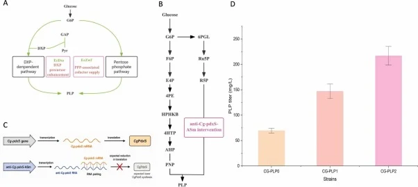 EcDxs/EcZwf addition and anti-Cg-pdxS-ASm intervention for improving PLP production. (A) Engineering rationale for introducing EcDxs and EcZwf to reinforce DXP precursor formation and PPP-associated precursor/cofactor supply, respectively. (B) Schematic relationship between the endogenous CgPdxS-rel