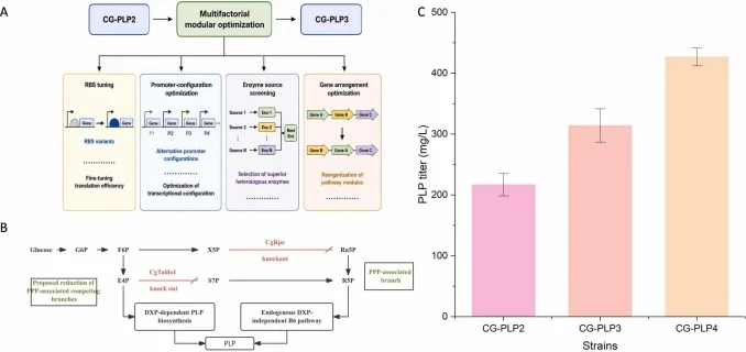 Multifactorial modular optimization and chromosomal rpe/taldo1 deletion for enhanced PLP production. (A) Exploratory multifactorial optimization of CG-PLP2, including RBS tuning, promoter-configuration optimization, enzyme-source screening, and gene-arrangement optimization, was used to identify the