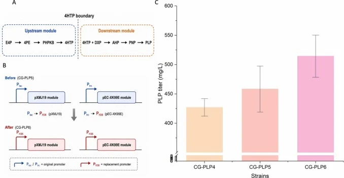 4HTP-node-based pathway modularization and promoter-architecture replacement. (A) The DXP-dependent PLP biosynthetic pathway was conceptually divided into upstream and downstream modules using 4HTP as a design boundary for pathway modularization. Intracellular 4HTP concentrations were not directly m