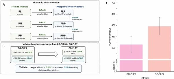 Addition of EcPdxK to the retained EcPdxH-containing dual-plasmid architecture further improved PLP production. (A) Biochemical context of EcPdxK and EcPdxH in vitamin B6 interconversion. EcPdxK catalyzes phosphorylation of pyridoxal (PL), pyridoxine (PN), and pyridoxamine (PM) to PLP, PNP, and PMP,