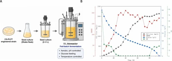 5L bioreactor fermentation of CG-PLP7. (A) Schematic representation of the fed-batch fermentation process for CG-PLP7. Fermentation was initiated at a working volume of 2.5L with an initial glucose concentration of 60g/L and was conducted at 30 °C and pH 7.0. An 800g/L glucose solution was fed from