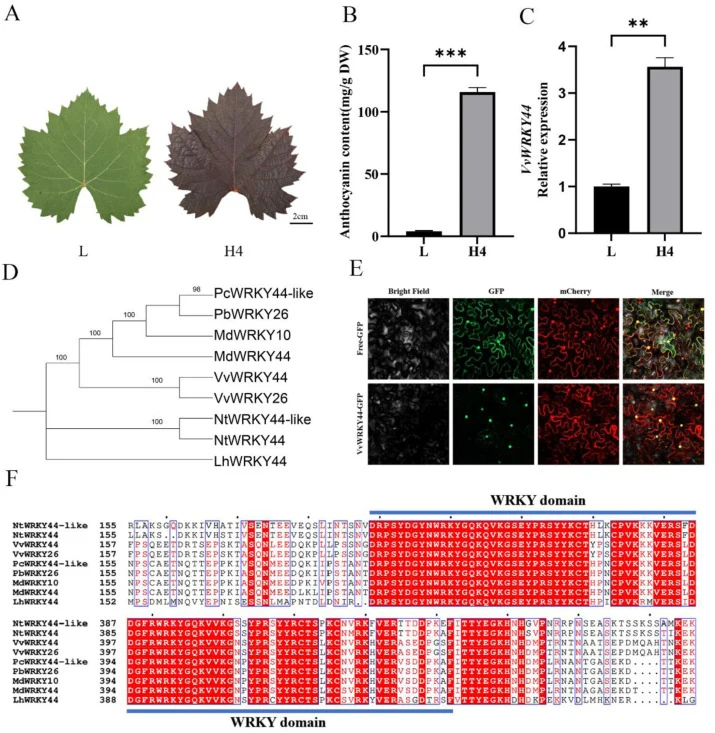 Identification of VvWRKY44 in red-fleshed grape leaves. (A) Phenotypes of the green-leafed accession L and the red-leafed accession H4. Bar =2 cm. (B) Total anthocyanin contents in leaves of L and H4. Values are mean ± SD (n = 3). (***P < 0.001). (C) Relative expression levels of VvWRKY44 in L and H