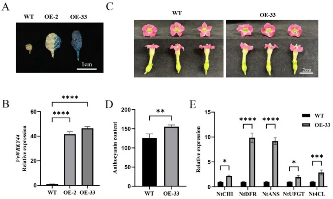 VvWRKY44 promotes anthocyanin biosynthesis in tobacco. (A) GUS staining of WT, OE-2 and OE-33 tobacco leaves, confirming successful transgene expression. Bar = 1 cm. (B)Transcription levels of VvWRKY44 in WT, OE-2 and OE-33 tobacco. (C)Flower phenotypes of wild-type (WT) and OE-33 tobacco. Bar = 2 c