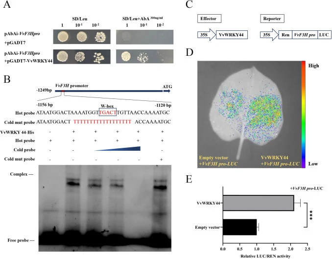 VvWRKY44 directly binds to and activates the VvF3H promoter. (A) Interaction between VvWRKY44 and the VvF3H promoter as detected by yeast one-hybrid (Y1H) assay. (B) EMSA showing specific binding of VvWRKY44 to the W-box element in the VvF3H promoter. Cold and cold mutated probes were used as compet