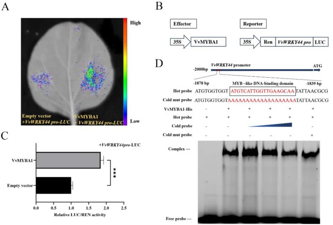 VvWRKY44 is a direct target of VvMYBA1. (A) Dual luciferase assay. (B) Schematic of the 35S::VvMYBA1 effector and proVvWRKY44-LUC reporter used in dual-luciferase assays. (C) Relative LUC/REN ratios quantifying the activation of the VvWRKY44 promoter by VvMYBA1. Data are presented as mean ± SD (n =