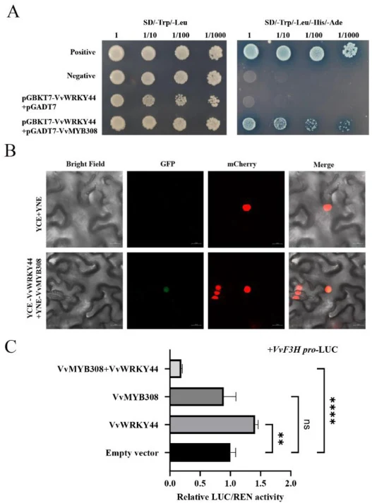 VvMYB308 interacts with VvWRKY44 and represses its transcriptional activity. (A) Y2H assay showing the interaction between VvWRKY44 and VvMYB308. (B)BiFC assay confirming the VvWRKY44-VvMYB308 interaction in N. benthamiana cells. Bar = 20 μm. (C) Dual-luciferase assay showing that VvMYB308 represses