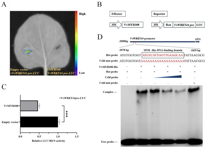 VvMYB308 represses VvWRKY44 transcription. (A) Dual luciferase assay. (B) Schematic diagrams of the effectors (35S::VvMYB308) and reporters (proVvWRKY44-LUC) constructs used in dual-luciferase assays. (C) Relative LUC/REN ratios quantifying the activation of the VvWRKY44 promoter by VvMYB308. Data a