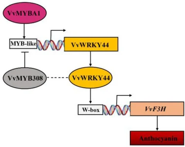 A working model of the VvMYBA1-VvWRKY44-VvMYB308 regulatory cascade in red-fleshed grape leaves. VvMYBA1 activates VvWRKY44 transcription. VvWRKY44 protein then binds to the W-box in the VvF3H promoter to activate its expression, promoting anthocyanin accumulation. VvMYB308 represses this pathway vi