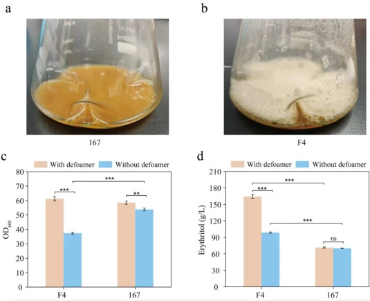 Effect of defoamer-free fermentation on strains 167 and F4. (a) Foaming characteristics of strain 167 during fermentation. (b) Foaming characteristics of strain F4 during fermentation. (c) OD600 of strains F4 and 167 during fermentation with and without defoamer agent. (d) Erythritol titer of strain