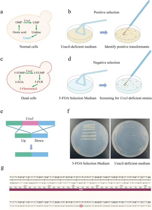 Construction of the genetic manipulation platform for wild-type strain 167. (a) Principle of uracil selection. (b) Positive screening on uracil-deficient plates. (c) Principle of 5-FOA selection. (d) Counter-selection on 5-FOA plates. (e) Homologous recombination for ura3 knockout. (f) Bidirectional
