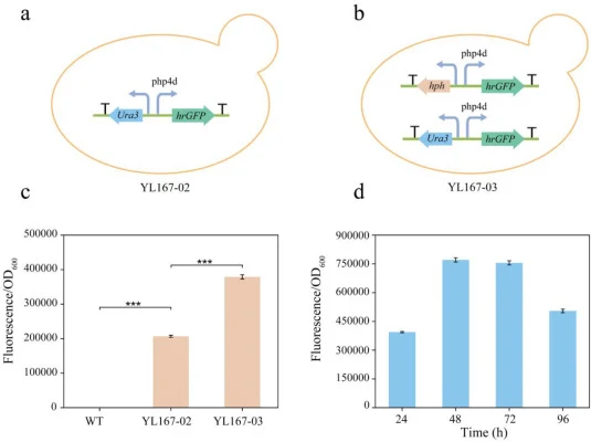 Validation of the genetic manipulation platform for strain 167. (a) Construction of strain YL167-02. (b) Construction of strain YL167-03. (c) Quantitative analysis of fluorescence intensity in strains YL167-02 and YL167-03. (d) Dynamic quantitative analysis of fluorescence intensity in strain YL167-