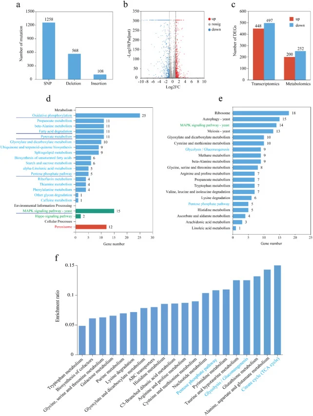 Multi-omics analysis of strains 167 and F4. (a) Number of genetic variants. (b) Volcano plot of differentially expressed genes between strains 167 and F4. (c) Number of differentially expressed genes and differentially abundant metabolites between strains 167 and F4. (d) Top 20 KEGG enrichment pathw