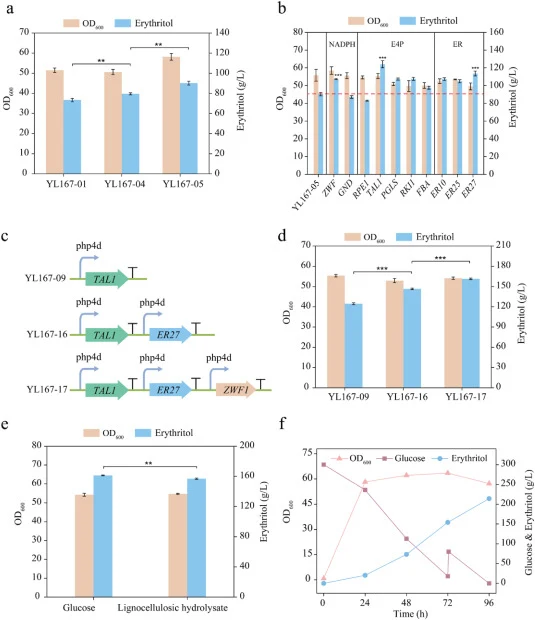 Metabolic engineering and fermentation validation. (a) Effects of blocking the degradation pathway and morphological engineering on erythritol titer and OD600. (b) Effects of overexpression of key metabolic targets on erythritol titer and OD600. (c) Schematic diagram of multi-gene synergistic overex