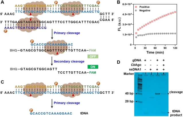 Verification of CbAgo-based cleavage system. (A) Sequence diagram of the conventional CbAgo sensing system for S. typhimurium DNA fragmentation cleavage. (B) Changes in fluorescence intensity over time with or without target dsDNA. (C) CbAgo-mediated cleavage of ssDNA1. (D) Verification of tDNA prod