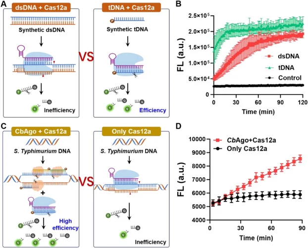 Feasibility of CbAgo-Cas12a synergistic cleavage system. (A) Schematic of Cas12a activation by dsDNA and tDNA. (B) Comparison of the activity of dsDNA and tDNA activated CRISPR/Cas12a system. (C) Schematic diagram and (D) Comparison of the activity of CbAgo-Cas12a- and CRISPR/Cas12a-based cleavage s