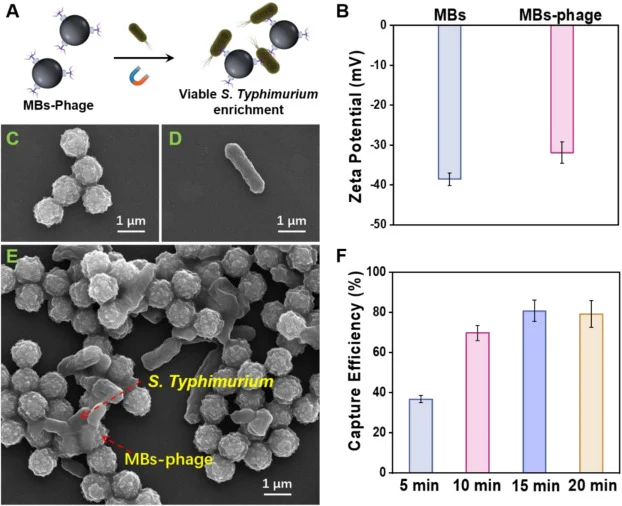 Characterization of MBs-phage-mediated S. typhimurium capture. (A) MBs-phage-mediated S. typhimurium capture, (B) zeta potential of MBs-phage conjugates. SEM images of (C) MBs-phage conjugates, (D) S. typhimurium cells, and (E) MBs-phage-S. typhimurium complex. (F) capture efficiency of S. typhimuri