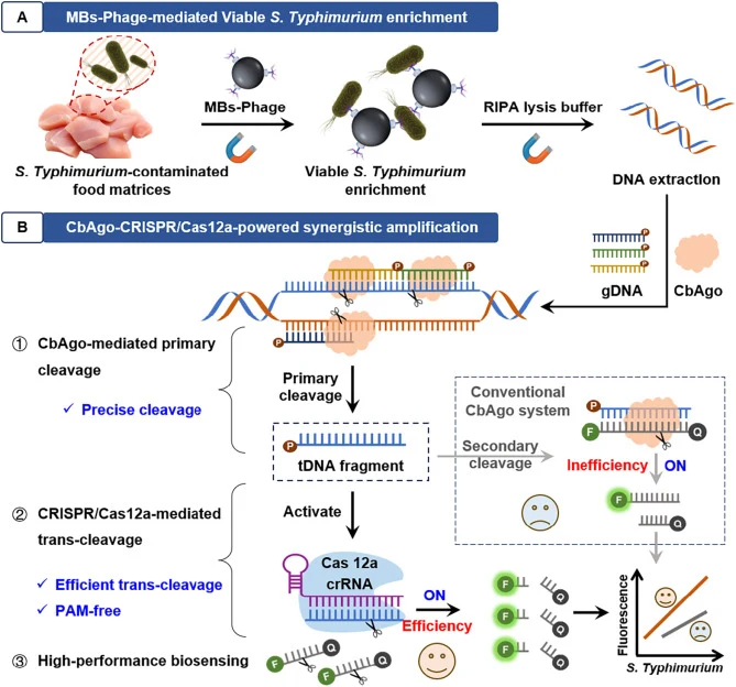 Schematic diagram of CbAgo-Cas12a-powered synergistic sensing strategy and the amplified ACF biosensor for detecting S. typhimurium. (A) MBs-phage-mediated S. typhimurium capture and genomic DNA isolation. (B) CbAgo-Cas12a-powered synergistic amplification strategy.