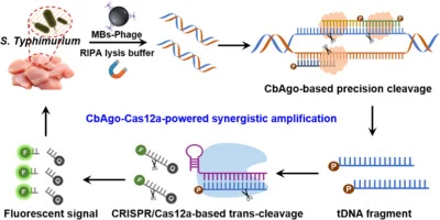 Amplified fluorescent biosensor via Clostridium butyricum ar