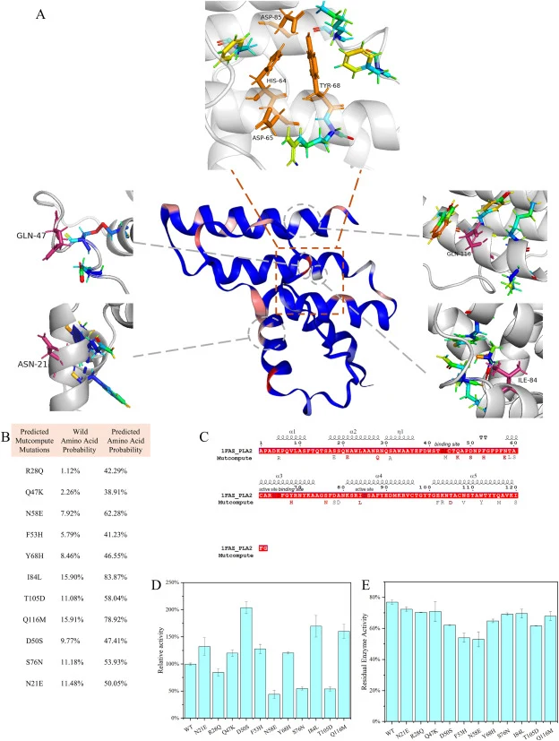 MutCompute predicts single-point mutations in SvPLA 2 (1FAZ). (A) MutCompute output of SvPLA2 structure shows per-residue probability distributions, reflecting compatibility with the local chemical microenvironment (red: unfavorable, blue: favorable). The catalytic active site region is outlined in