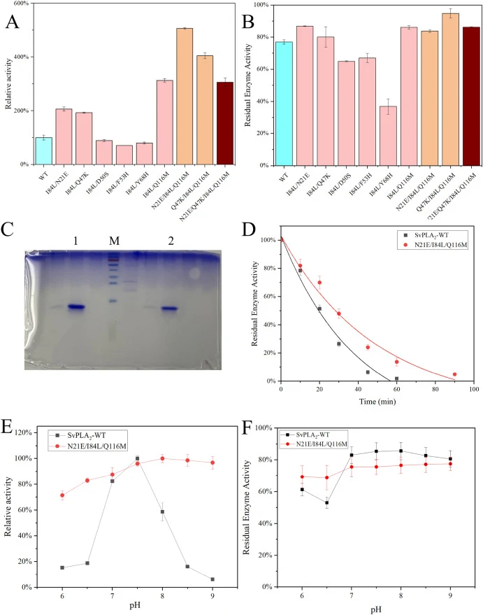 Effects of combination mutation on activity and stability. (A) The relative activity of combination mutation, (B) The residual enzyme activity of combination mutation after incubation at 50 °C for 10 min, (C) SDS-PAGE analysis of purified PLA2 protein, (D) Thermal-inactivation curves of SvPLA2-WT an