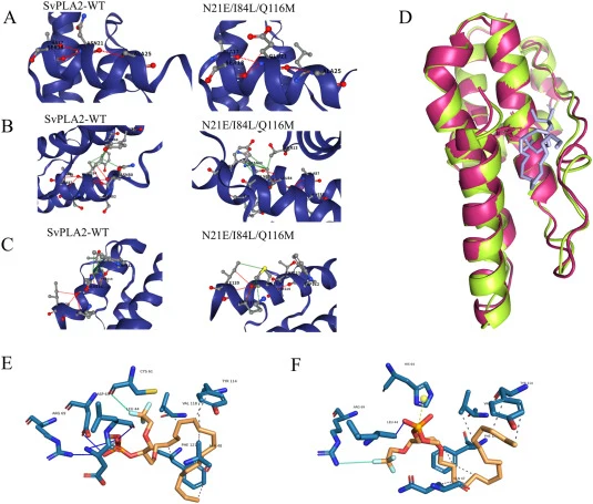 Structural analysis of SvPLA 2 -WT and the mutants N21E/I84L/Q116M. (A-C) The structural analysis of SvPLA2-WT and N21E/I84L/Q116M at residue N21 (A), residue I84 (B) and residue Q116 (C). DynaMut2 was used (Hydrogen bond, red dashed line; Hydrophobic interaction, green dashed line) (Rodrigues et al