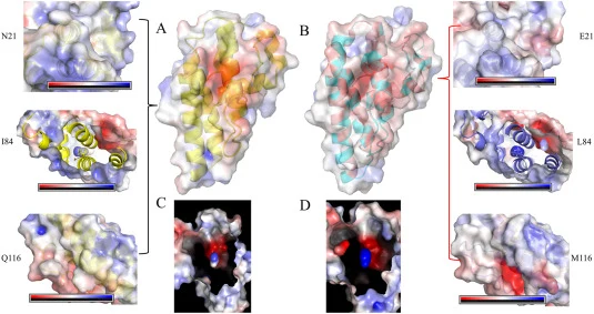 Surface charge analysis of SvPLA 2 -WT and the mutants N21E/I84L/Q116M. (A) Surface charge of SvPLA2-WT and a close-up of the mutation site, (B) Surface charge of N21E/I84L/Q116M and close-up of the local site of the mutations, (C) SvPLA2-WT catalytic pocket surface electrostatic, (D) N21E/I84L/Q116