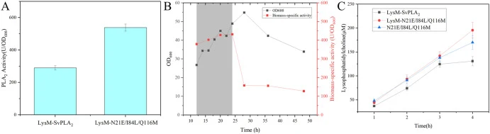 Preparation of whole-cell catalysts and their application in the biotransformation of soybean lecithin into lysophosphatidylcholine. (A) Whole-cell catalysts prepared with WT enzyme SvPLA2 and mutant enzyme N21E/I84L/Q116M, (B) Fed-batch cultivation profile of the LysM-N21E/I84L/Q116M strain in a 5-