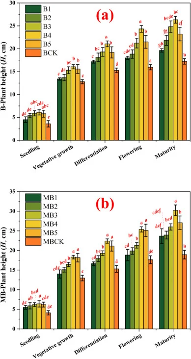 Dynamics of plant height (H) as influenced by (a) brackish water and (b) magnetoelectric brackish water irrigation combined with Bacillus subtilis application across entire growth stages. Note: BCK-B5 and MBCK-MB5 denote the coupled application of Bacillus subtilis at gradient rates of 0, 5, 10, 20,