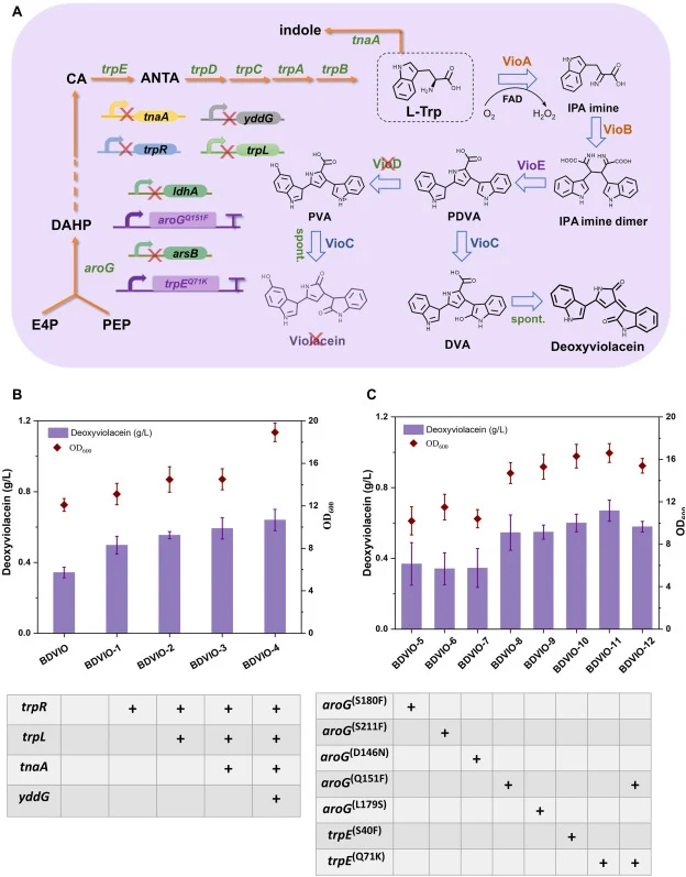 (A) Biosynthetic pathway of l-tryptophan into violacein and deoxyviolacein. Major abbreviations are as follows: E4P: Erythrose-4-phosphate; PEP: Phosphoenolpyruvate; DAHP: 3-Deoxy-D-arabino-heptulosonate 7-phosphate; CA:Chorismic acid; ANYA:Anthranilic acid; Trp: Tryptophan; IPA: Indole-3-pyruvic ac