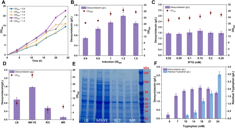 Optimization of culture conditions for deoxyviolacein. (A) 24 h growth curves of the strain induced at different OD600 values; (B) Determination of the optimal induction OD600; (C) Determination of the optimal IPTG concentration; (D) Determination of the optimal culture medium; (E) 12% SDS - PAGE an