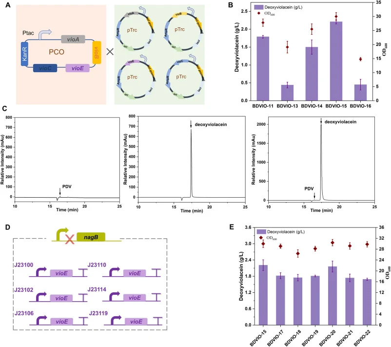 Identification of the key enzyme in the deoxyviolacein pathway and construction of a stable strain through genomic integration. (A) Schematic illustration for identifying the key enzyme in the deoxyviolacein pathway; (B) Deoxyviolacein titers in engineered E. coli strains overexpressing VioABEC indi