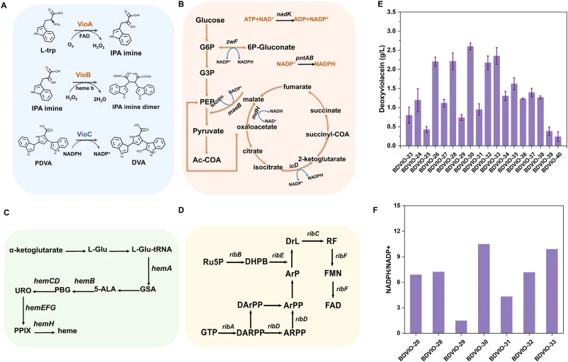 Cofactor mechanisms in the deoxyviolacein synthesis pathway. (A) The mechanisms of action of the VioA, VIOB, VioC enzymes in the deoxyviolacein biosynthetic pathway; (B) Metabolic pathways for NADPH generation, regeneration, and utilization in E. coli.; (C) The heme-synthesis pathway starting from α