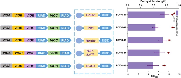 五种支架蛋白对合成区室形成及脱氧紫色杆菌素产量的影响。