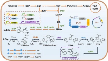 Stepwise metabolic engineering enables high-level production