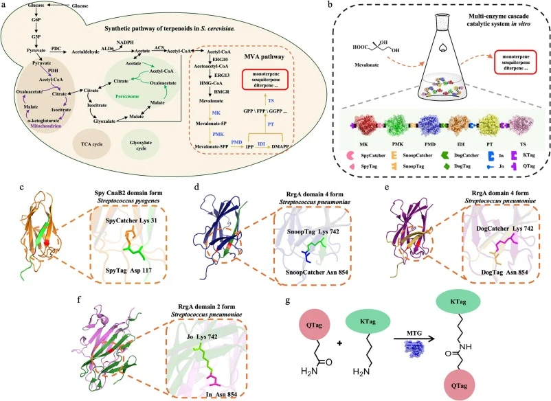 Schematic illustration of terpenoid biocatalytic synthesis and bioorthogonal cross-linking principles. (a) Terpenoid synthesis in Saccharomyces cerevisiae. Abbreviations: G6P, glucose-6-phosphate; G3P, glyceraldehyde 3-phosphate; PDH, Pyruvate Dehydrogenase Complex; PDC, Pyruvate decarboxylase; ALD6