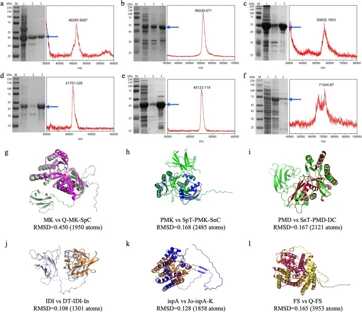 Construction, expression and structural analysis of recombinant enzymes. (a–f) SDS-PAGE analysis (left) and MALDI-TOF-MS (right) of the six purified recombinant enzymes. (a) Q-MK-SpC (calculated molecular weight: 46.5 kDa; observed: 46.29 kDa). (b) SpT-PMK-SnC (calculated: 56.3 kDa; observed: 56.0 k