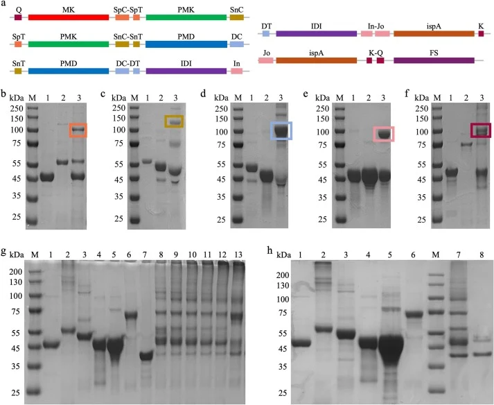 SDS-PAGE verification of recombinant enzyme cross-linking. (a) Schematic diagram of bioorthogonal pair cross-linking. (b) SDS-PAGE analysis of cross-linking between purified Q-MK-SpC and SpT-PMK-SnC (M, marker; Lane 1, Q-MK-SpC; Lane 2, SpT-PMK-SnC; Lane 3, 2h cross-linking sample). (c) SDS-PAGE ana