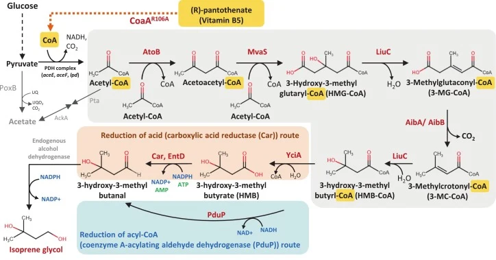De novo isoprene glycol biosynthetic pathway. The pathway consists of a route using acetyl-CoA to synthesize 3-hydroxy-3-methylbutyryl-CoA (HMB-CoA) (labeled by gray) and the routes of 3-hydroxy-3-methylbutyraldehyde formation. One route directly reduces HMB-CoA (labeled by blue color), and the othe