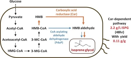 Biosynthesis of isoprene glycol from glucose by metabolicall