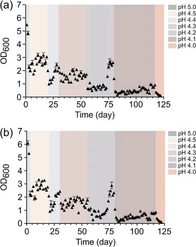 ALE of strain LH5 under acid stress. ALE was performed in MRSL medium with a stepwise decrease in pH to impose selective pressure and promote the development of acid-tolerance phenotypes. Cell growth was monitored by OD600 measurements throughout the ALE process in two independent experiments: (a) L