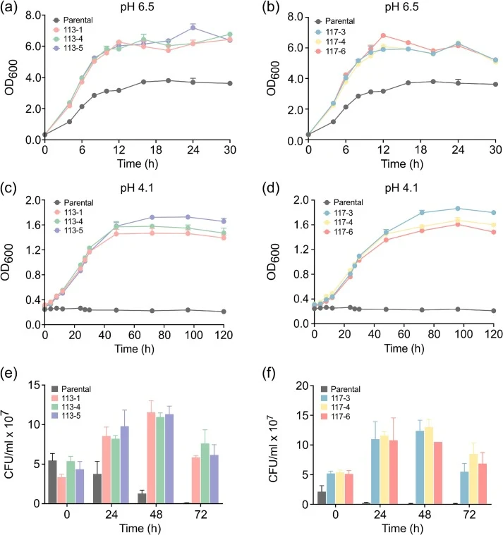 Growth performance and acid tolerance of the evolved strains. Single-colony isolates of strains (a) LH_1E_113 and (b) LH_2E_117 were cultivated in MRS medium at pH 6.5 to evaluate their growth performance compared with the parental strain. Acid tolerance was assessed by monitoring the growth of stra